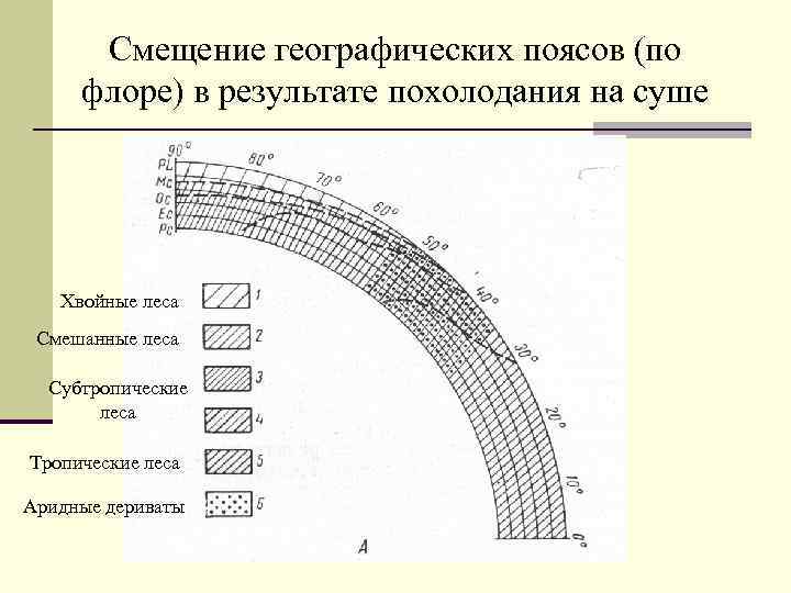 Смещение географических поясов (по флоре) в результате похолодания на суше Хвойные леса Смешанные леса