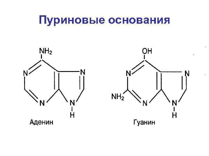 Пуриновые основания 