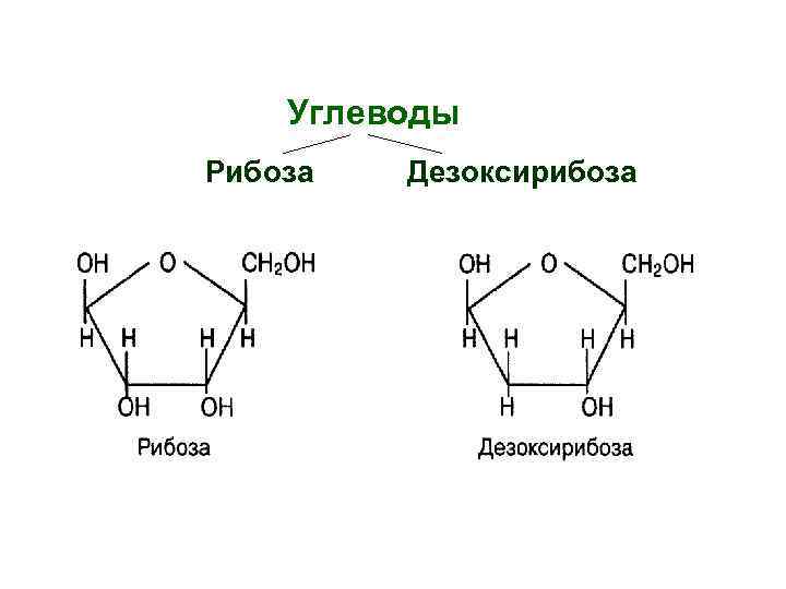   Углеводы Рибоза  Дезоксирибоза 