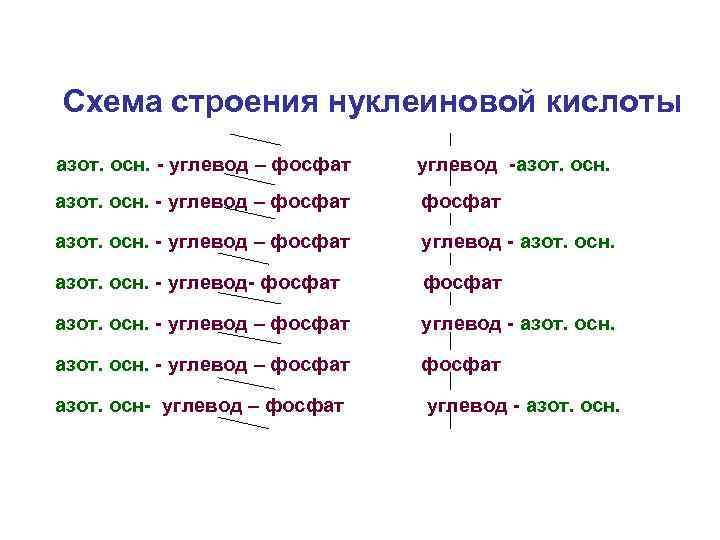 Схема строения нуклеиновой кислоты азот. осн. - углевод – фосфат  углевод -азот. осн.