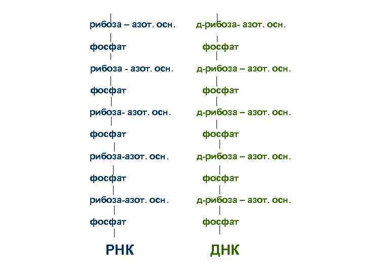 рибоза – азот. осн.  д-рибоза- азот. осн.  фосфат рибоза - азот. осн.
