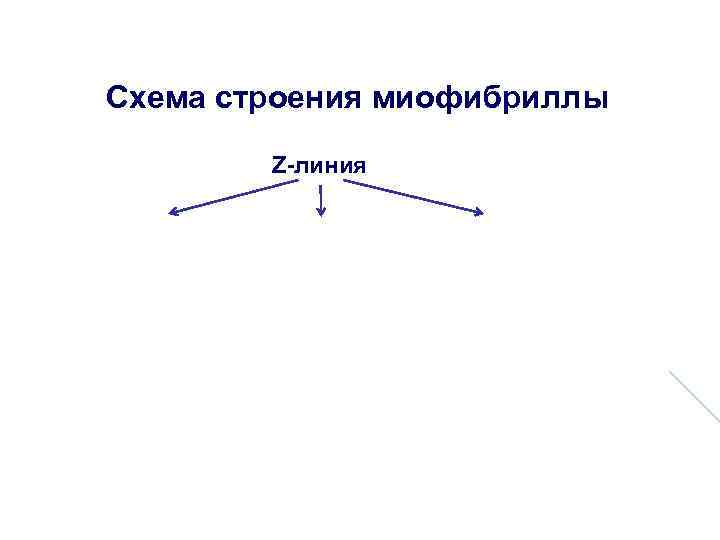 Схема строения миофибриллы Z-линия Схема строения миофибриллы Z-линия
