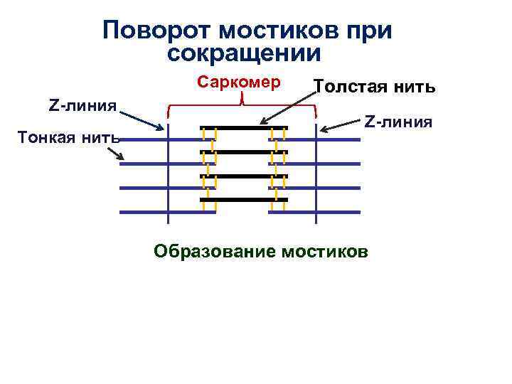 Поворот мостиков при сокращении Саркомер Поворот мостиков при сокращении Саркомер
