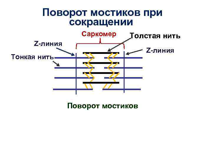 Схема сокращения саркомера