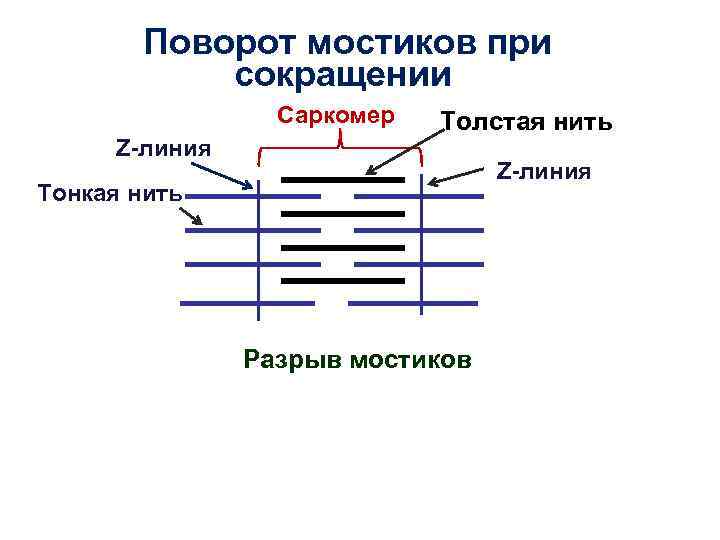 Нарисуйте саркомер в состоянии расслабления и полного сокращения