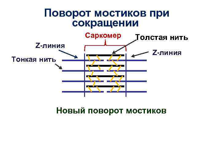 Схема сокращения саркомера