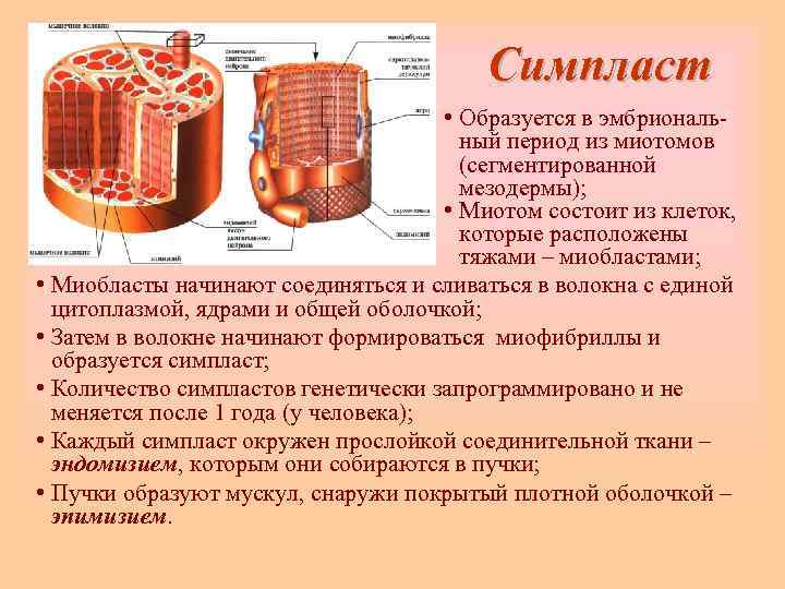        Симпласт    • Образуется в