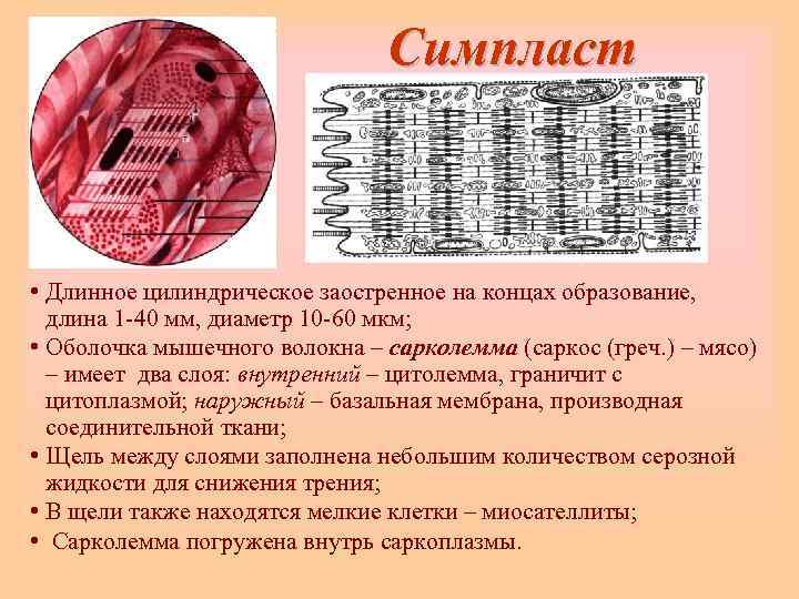       Симпласт • Длинное цилиндрическое заостренное на концах образование,