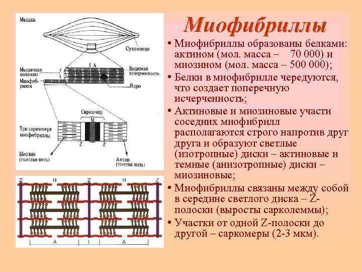   Миофибриллы • Миофибриллы образованы белками:  актином (мол. масса – 70 000)