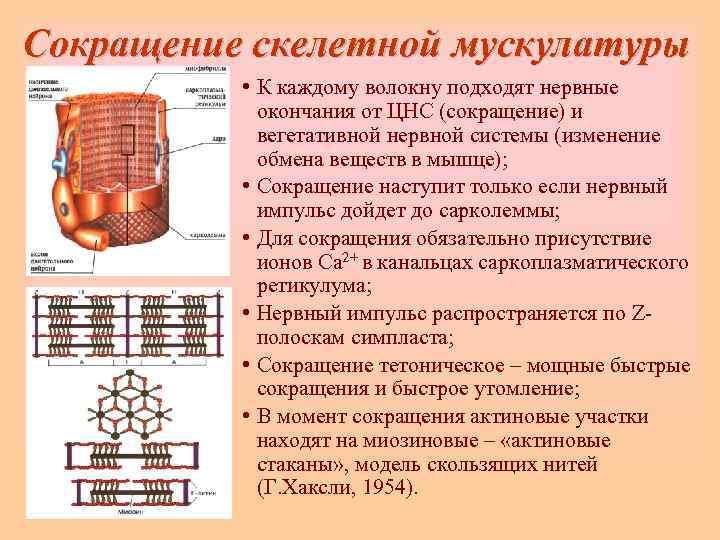 Сокращение скелетной мускулатуры  • К каждому волокну подходят нервные   окончания от