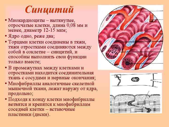   Синцитий • Миокардиоциты – вытянутые,  отросчатые клетки, длина 0, 08 мм