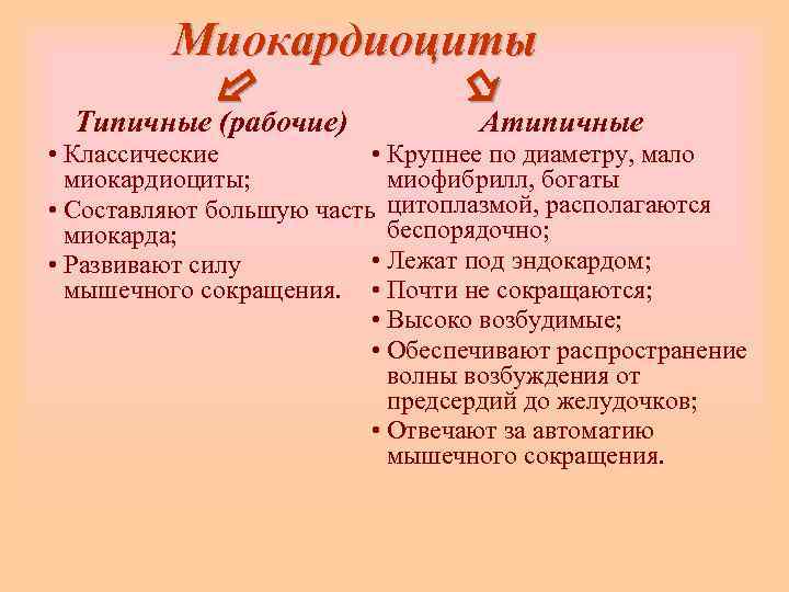    Миокардиоциты       Типичные (рабочие)  