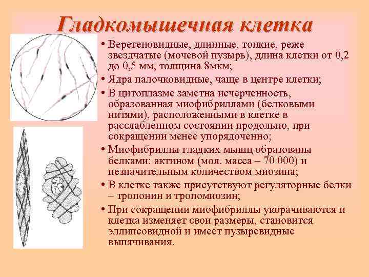 Гладкомышечная клетка • Веретеновидные, длинные, тонкие, реже звездчатые (мочевой пузырь), длина клетки от 0,