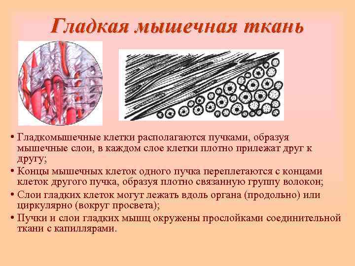   Гладкая мышечная ткань • Гладкомышечные клетки располагаются пучками, образуя  мышечные слои,
