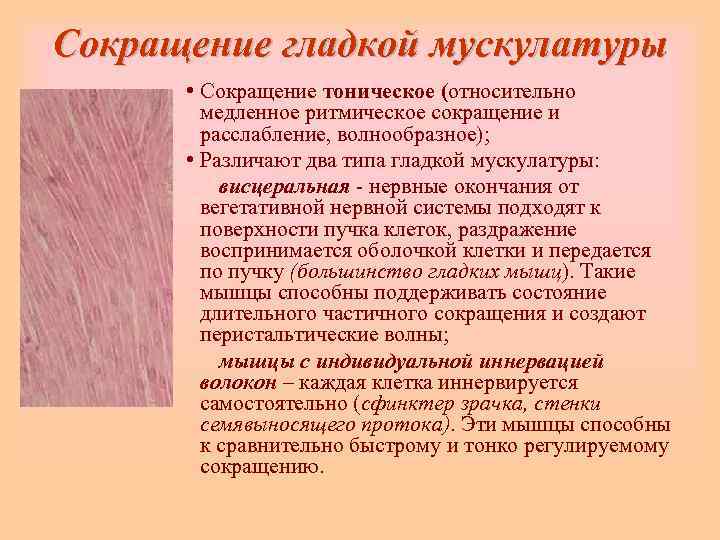 Сокращение гладкой мускулатуры  • Сокращение тоническое (относительно   медленное ритмическое сокращение и
