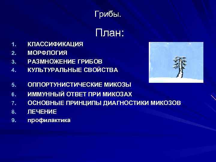      Грибы.    План: 1.  КЛАССИФИКАЦИЯ 2.