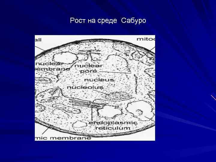 Рост на среде Сабуро 