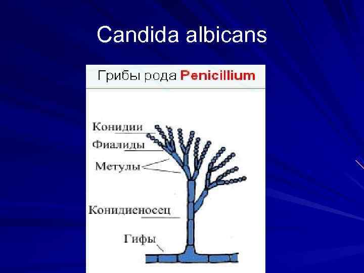 Candida albicans 