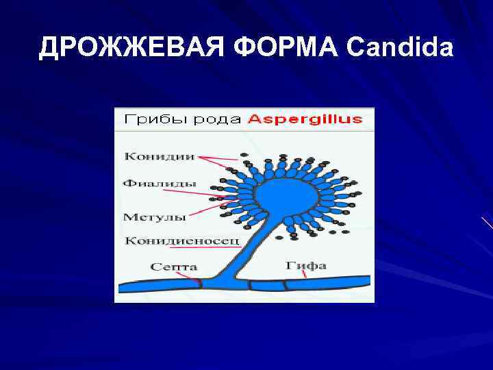 ДРОЖЖЕВАЯ ФОРМА Candida 