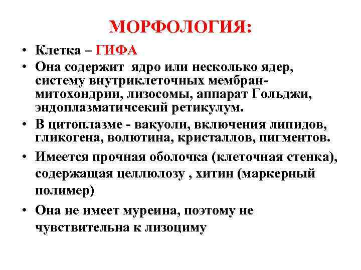   МОРФОЛОГИЯ:  • Клетка – ГИФА • Она содержит ядро или несколько