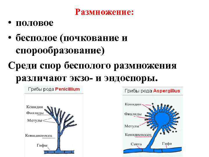   Размножение:  • половое • бесполое (почкование и  спорообразование) Среди спор