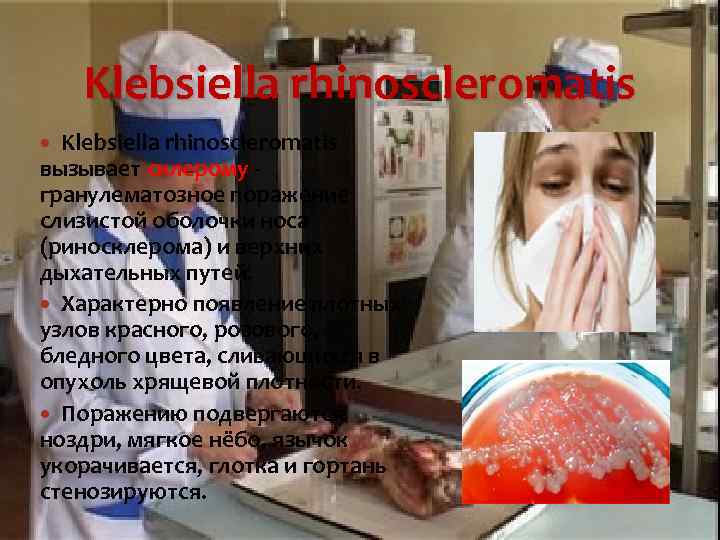   Klebsiella rhinoscleromatis вызывает склерому - гранулематозное поражение слизистой оболочки носа (риносклерома) и