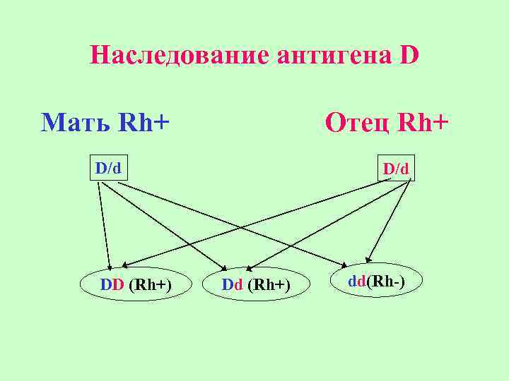   Наследование антигена D Мать Rh+   Отец Rh+  D/d 