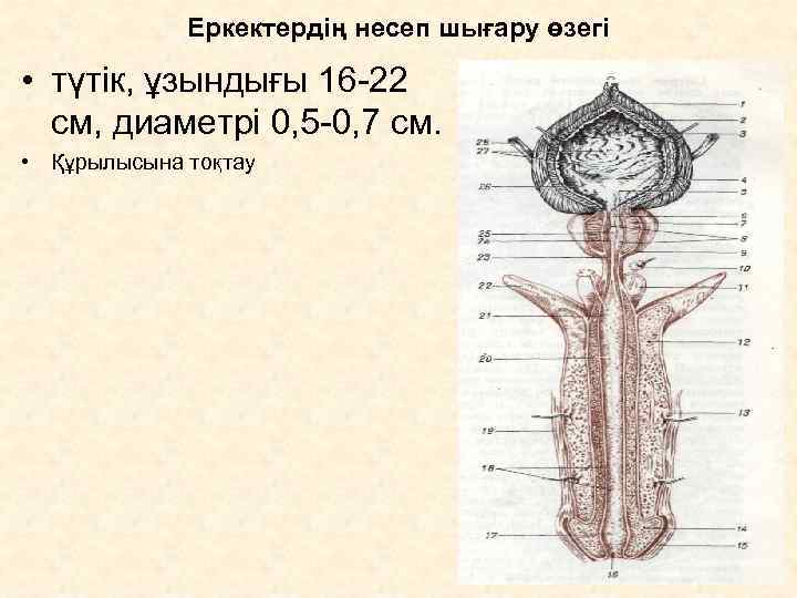    Еркектердің несеп шығару өзегі  • түтік, ұзындығы 16 -22 