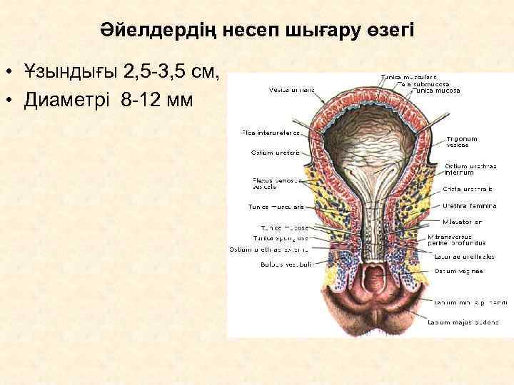    Әйелдердің несеп шығару өзегі  • Ұзындығы 2, 5 -3, 5