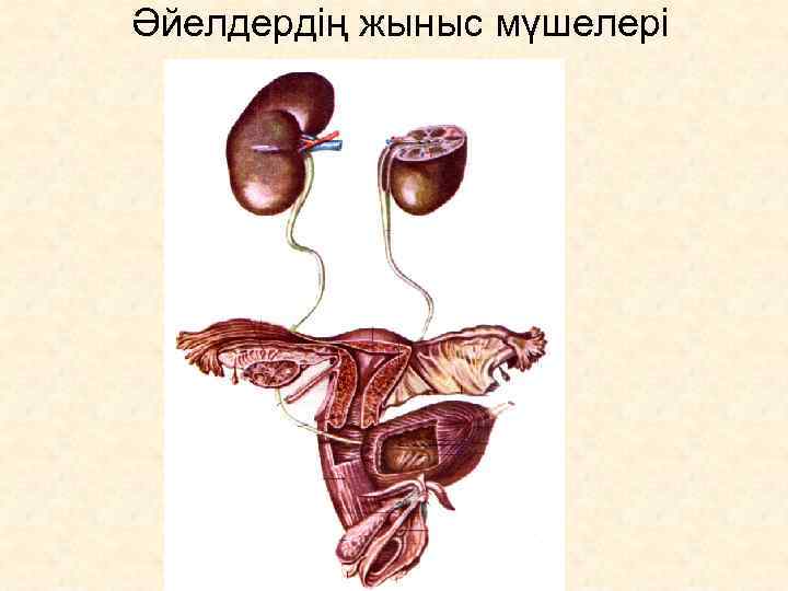 Әйелдердің жыныс мүшелері 