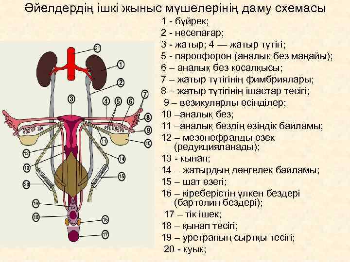 Әйел жыныс мүшелері презентация