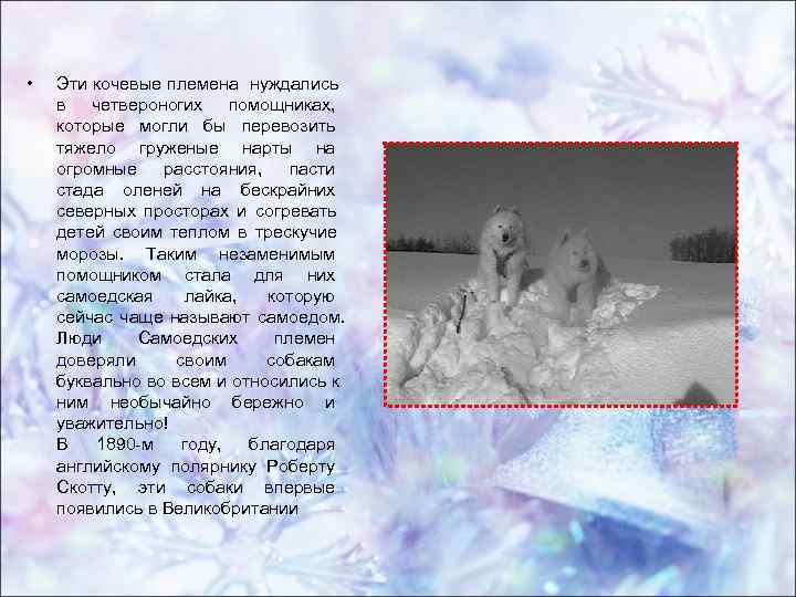 • Эти кочевые племена нуждались в четвероногих помощниках, которые могли • Эти кочевые племена нуждались в четвероногих помощниках, которые могли