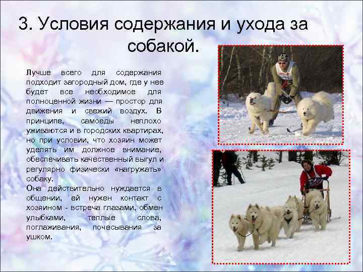 3. Условия содержания и ухода за собакой. Лучше всего для содержания подходит 3. Условия содержания и ухода за собакой. Лучше всего для содержания подходит