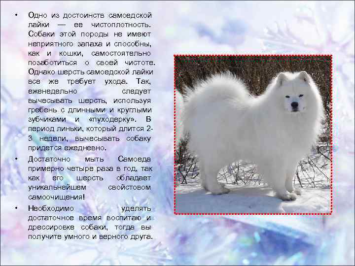 • Одно из достоинств самоедской лайки — ее чистоплотность. Собаки этой • Одно из достоинств самоедской лайки — ее чистоплотность. Собаки этой