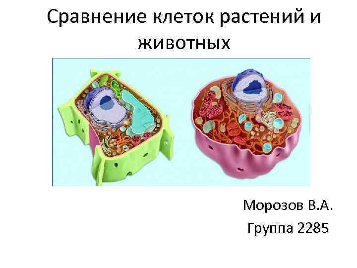 Сравнение клеток растений и   животных    Морозов В. А. 