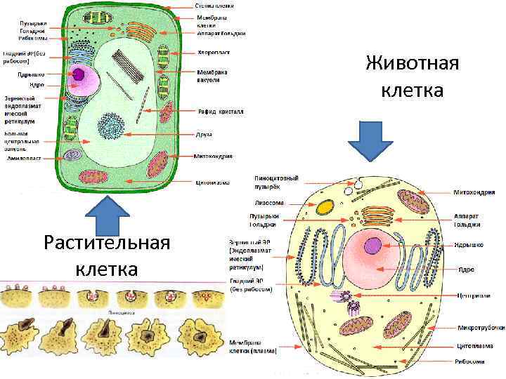     Животная   клетка Растительная  клетка 