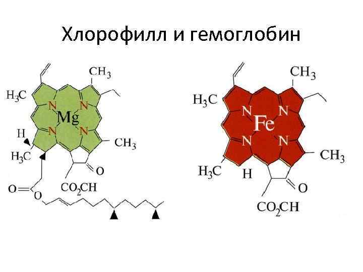 Хлорофилл и гемоглобин 