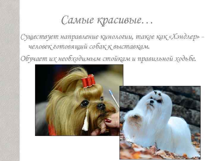   Самые красивые… Существует направление кинологии, такое как «Хэндлер» -  человек готовящий