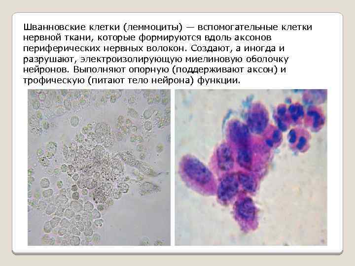 Ткань выполняющая опорную функцию