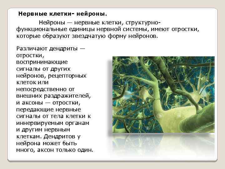 Нервные клетки- нейроны. Нейроны — нервные клетки, структурнофункциональные единицы нервной системы, имеют отростки, которые