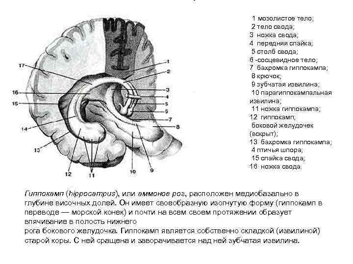 1 мозолистое тело; 2 тело свода; 3 ножка свода; 4 передняя спайка; 5 столб