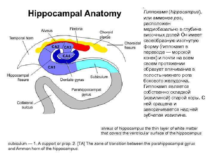 Гиппокамп (hippocampus), или аммонов рог, расположен медиобазально в глубине височных долей Он имеет своеобразную
