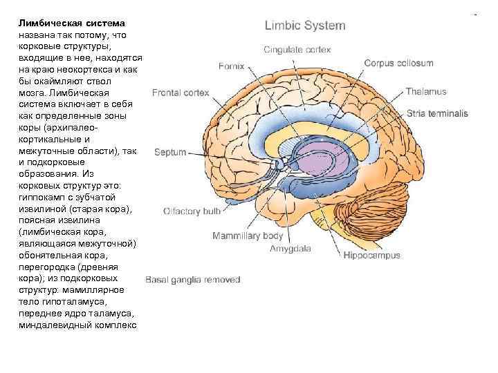 Лимбическая система названа так потому, что корковые структуры, входящие в нее, находятся на краю