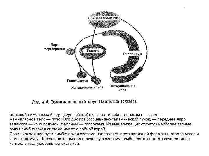 Лимбическая система схема