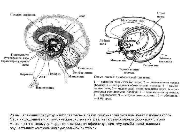 Из вышележащих структур наиболее тесные связи лимбическая система имеет с лобной корой. Свои нисходящие