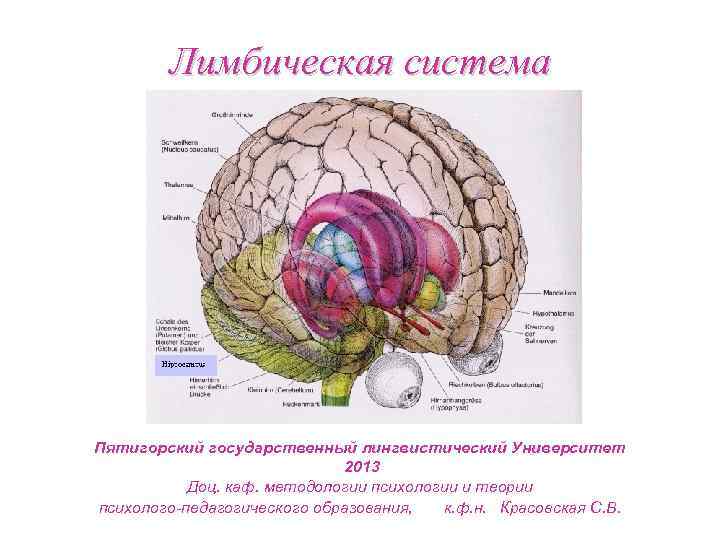 Лимбическая система Пятигорский государственный лингвистический Университет 2013 Доц. каф. методологии психологии и теории психолого-педагогического