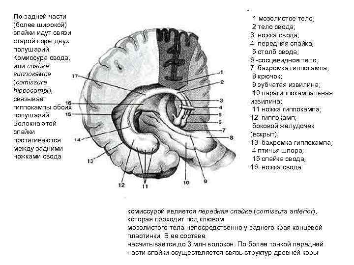 Клюв мозолистого тела