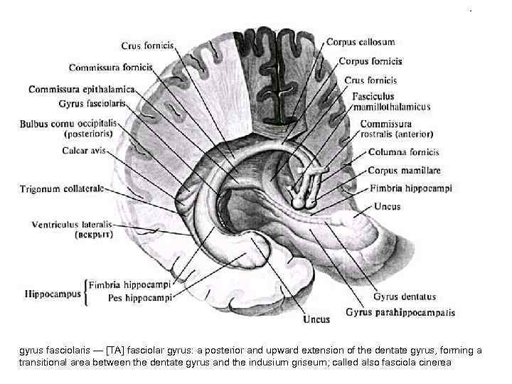 Лента свода. Свод мозга анатомия. Мозолистое тело свод анатомия. Столбы свода головного мозга. Гиппокамп головного мозга анатомия.