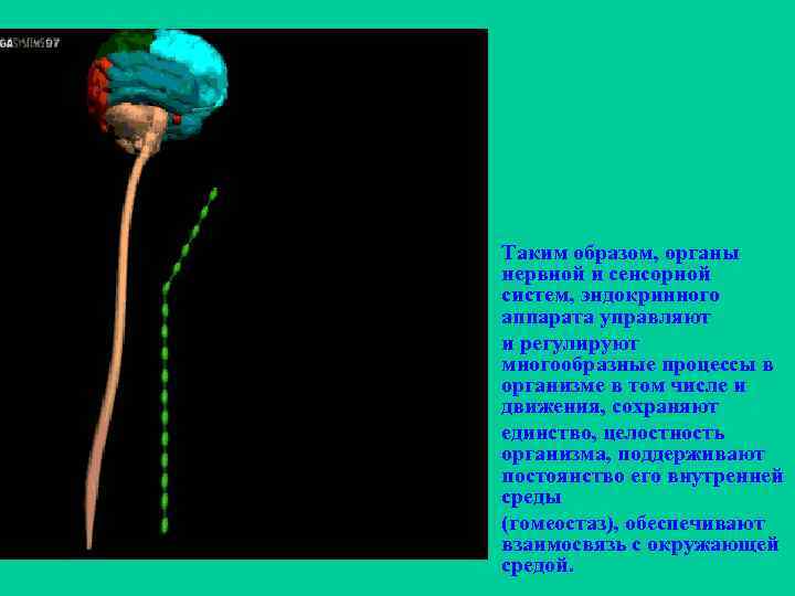  • Таким образом, органы нервной и сенсорной систем, эндокринного аппарата управляют • и