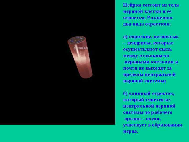 Нейрон состоит из тела нервной клетки и ее отростка. Различают два вида отростков: а)